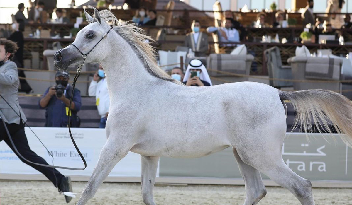 Katara International Arabian Horse Festival 2022